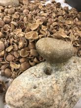 9-9-17 Acorn Shells and Rocks.JPG